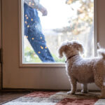 Integrating Glass Pet Doors: A Seamless Solution for Pet Owners
