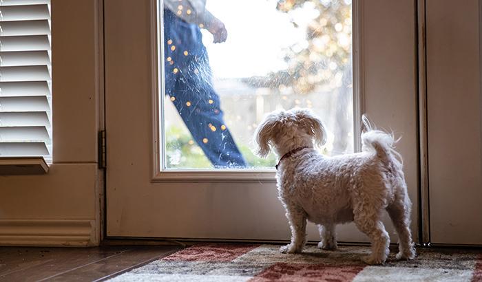 Integrating Glass Pet Doors: A Seamless Solution for Pet Owners