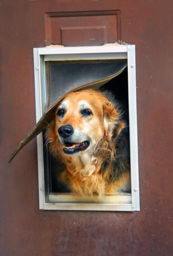 Cat Doors Dog Doors Utah Idaho