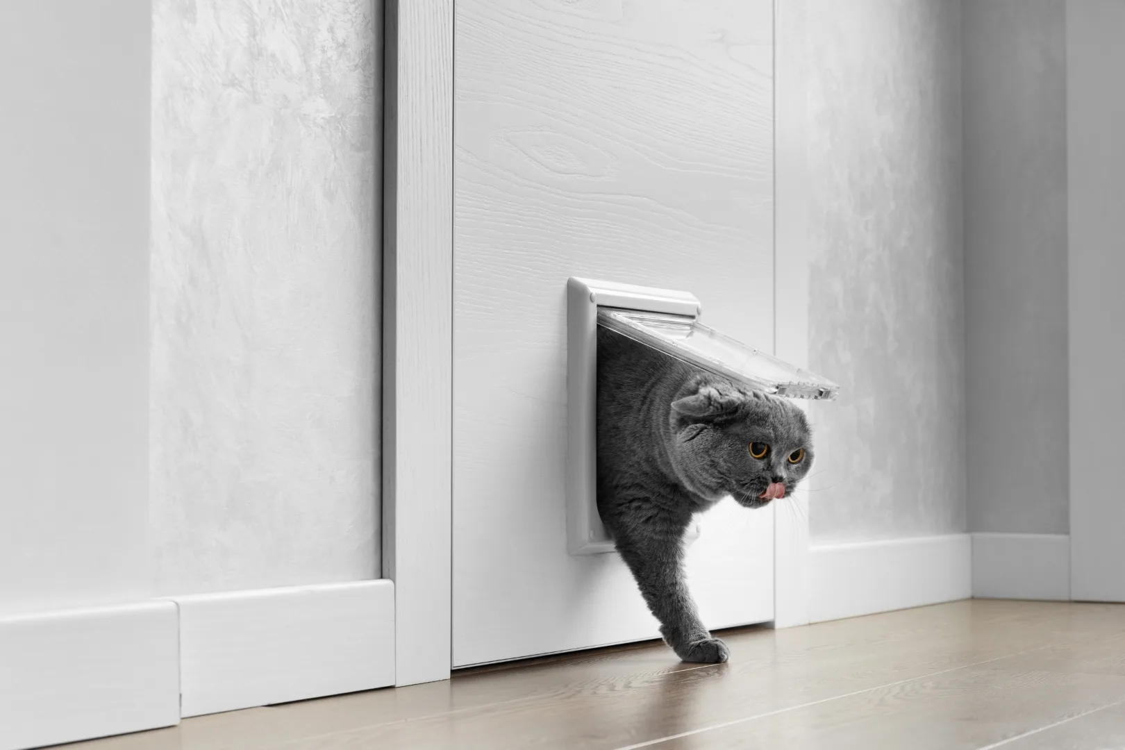 Pet Doors Utah Idaho